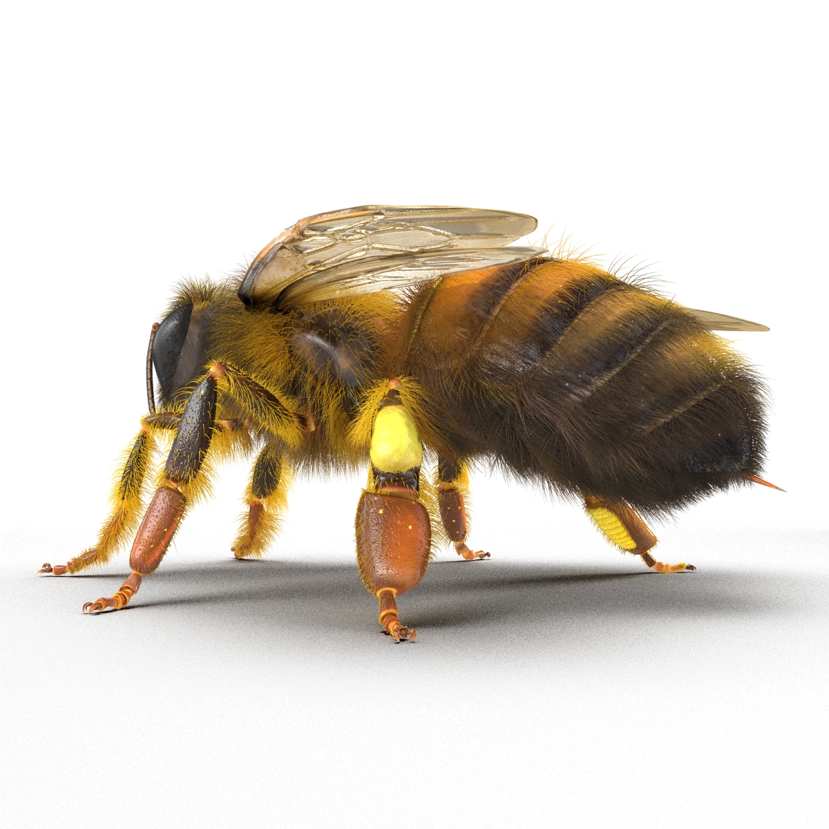 Bee 3D model