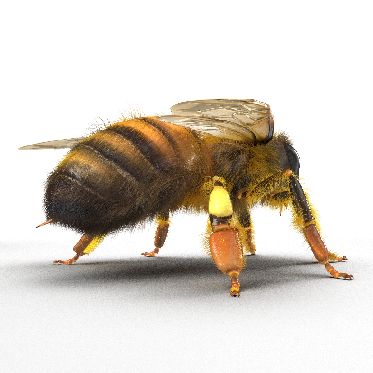 Bee 3D model