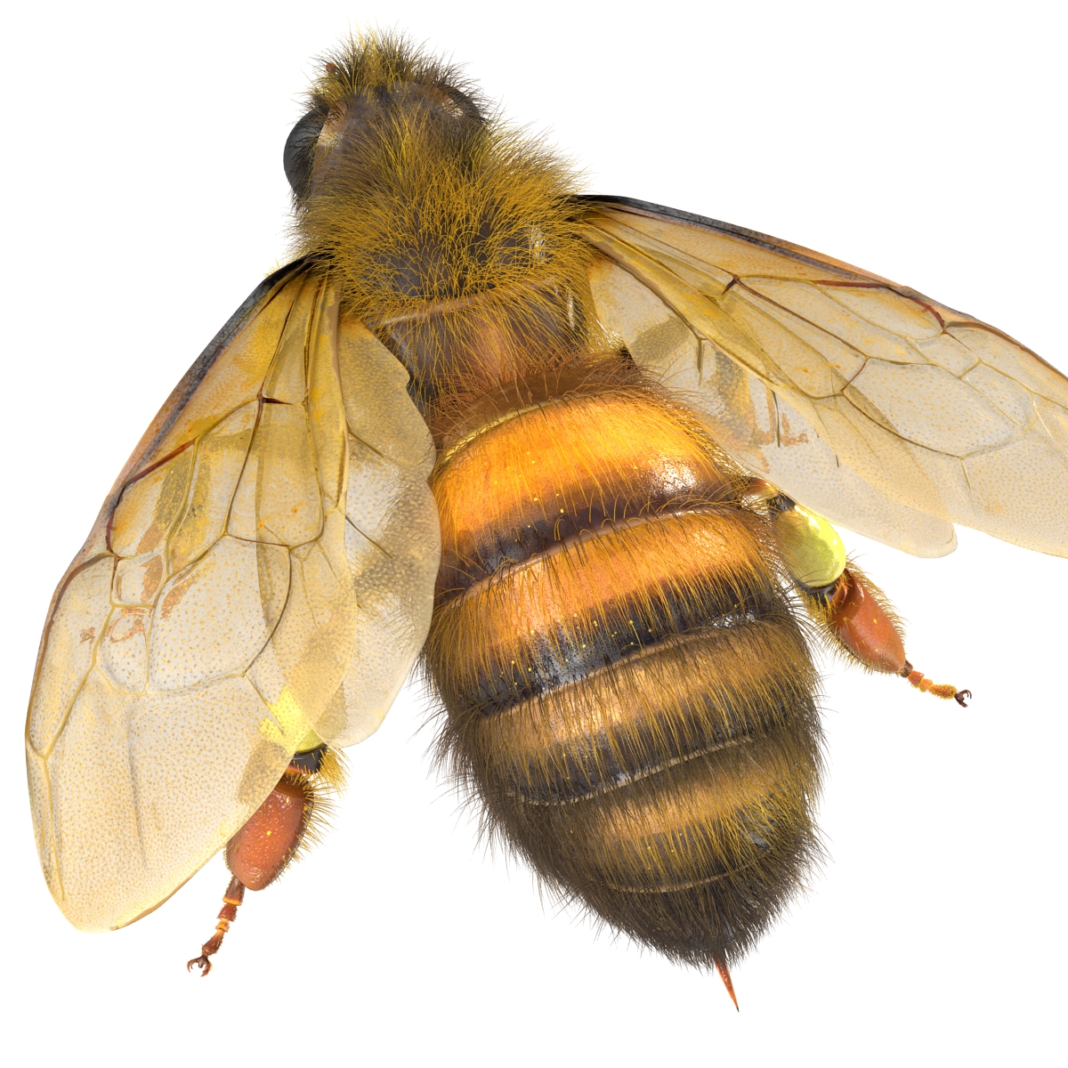 Bee 3D model