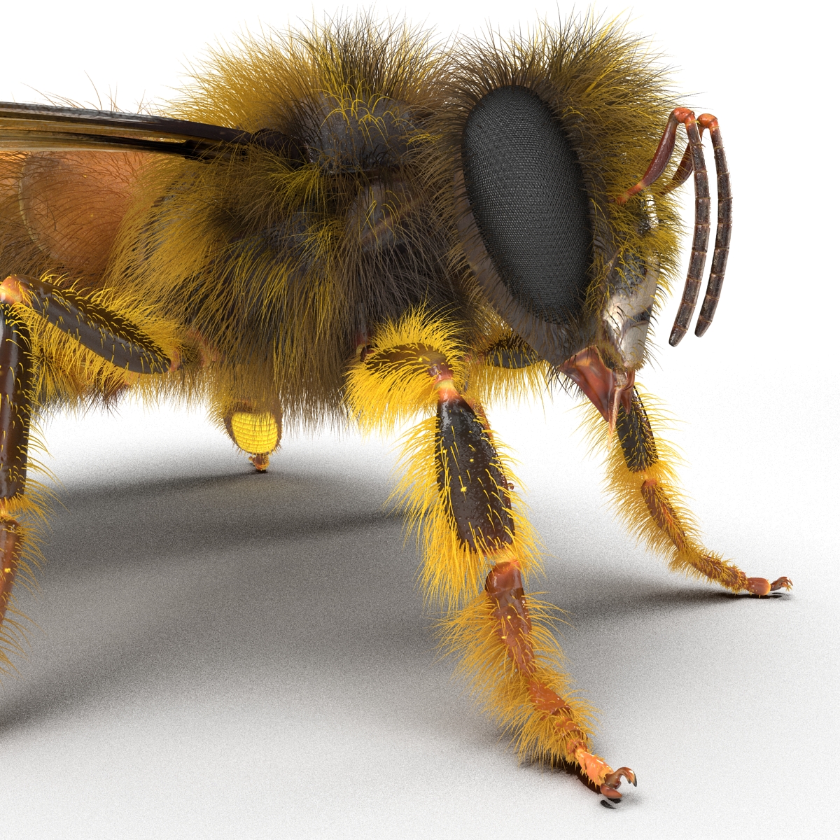 Bee 3D model