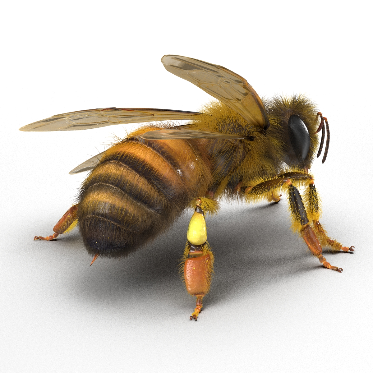 3D model Bee Pose 2