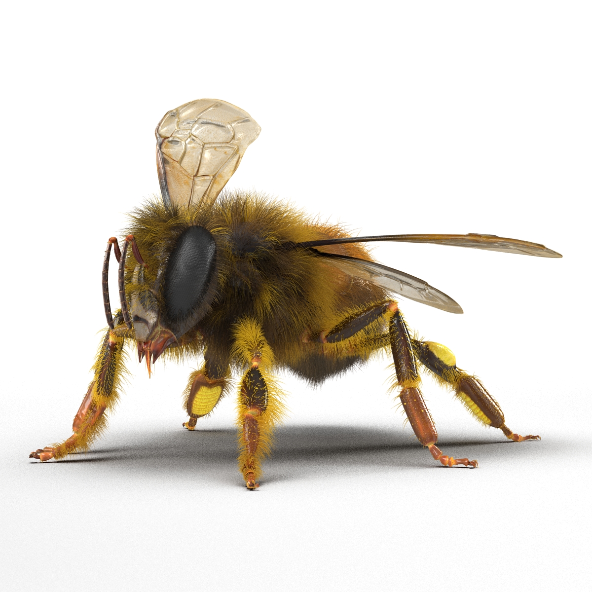 3D model Bee Pose 2