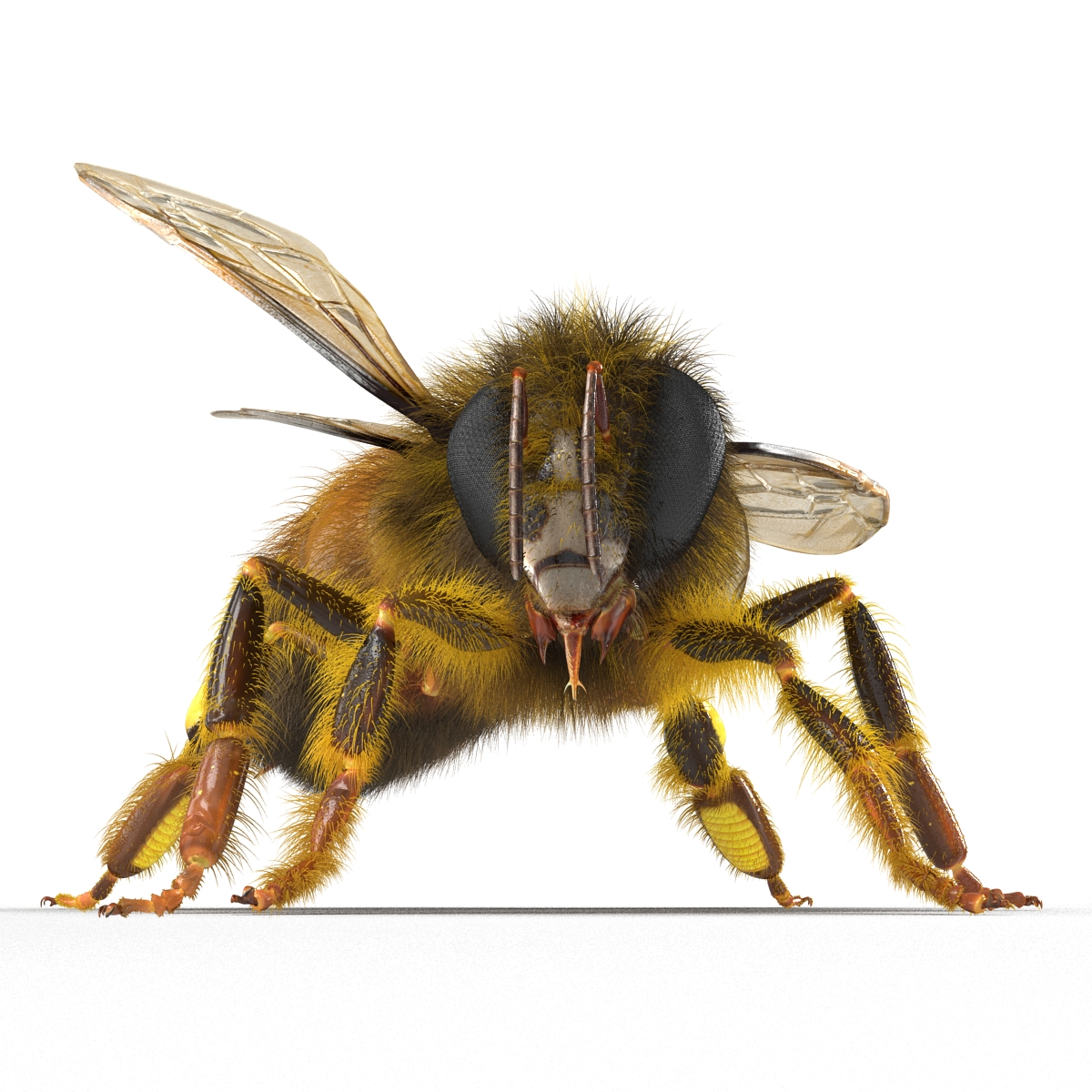 3D model Bee Pose 2