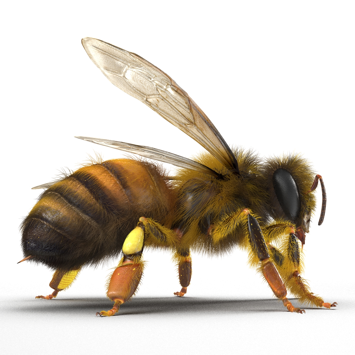 3D model Bee Pose 2