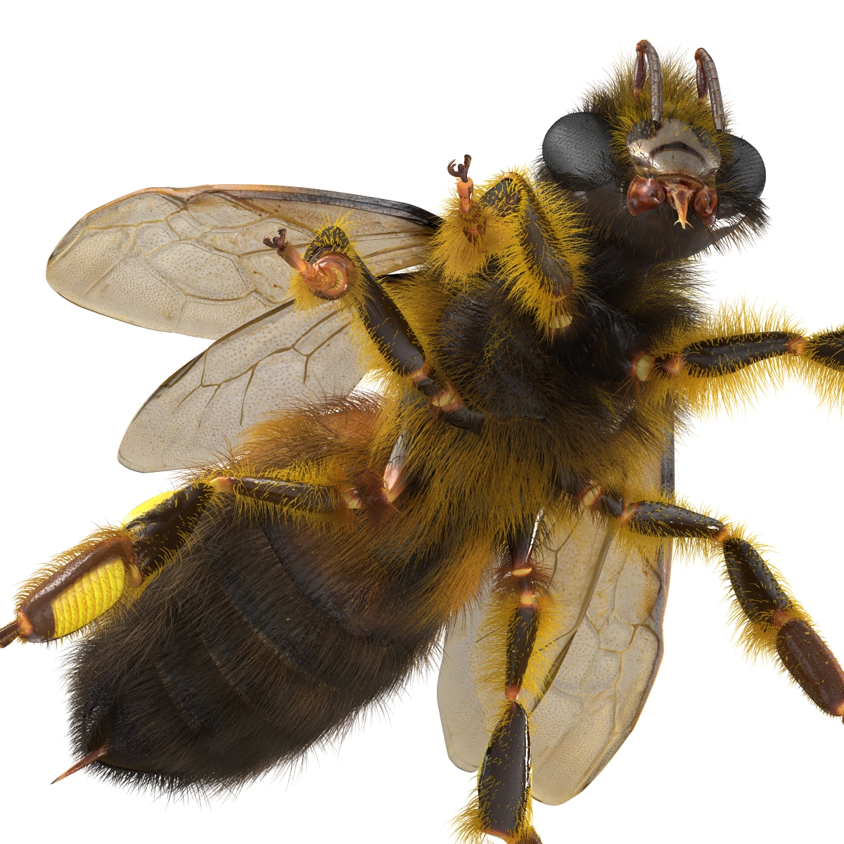 3D model Bee Pose 2