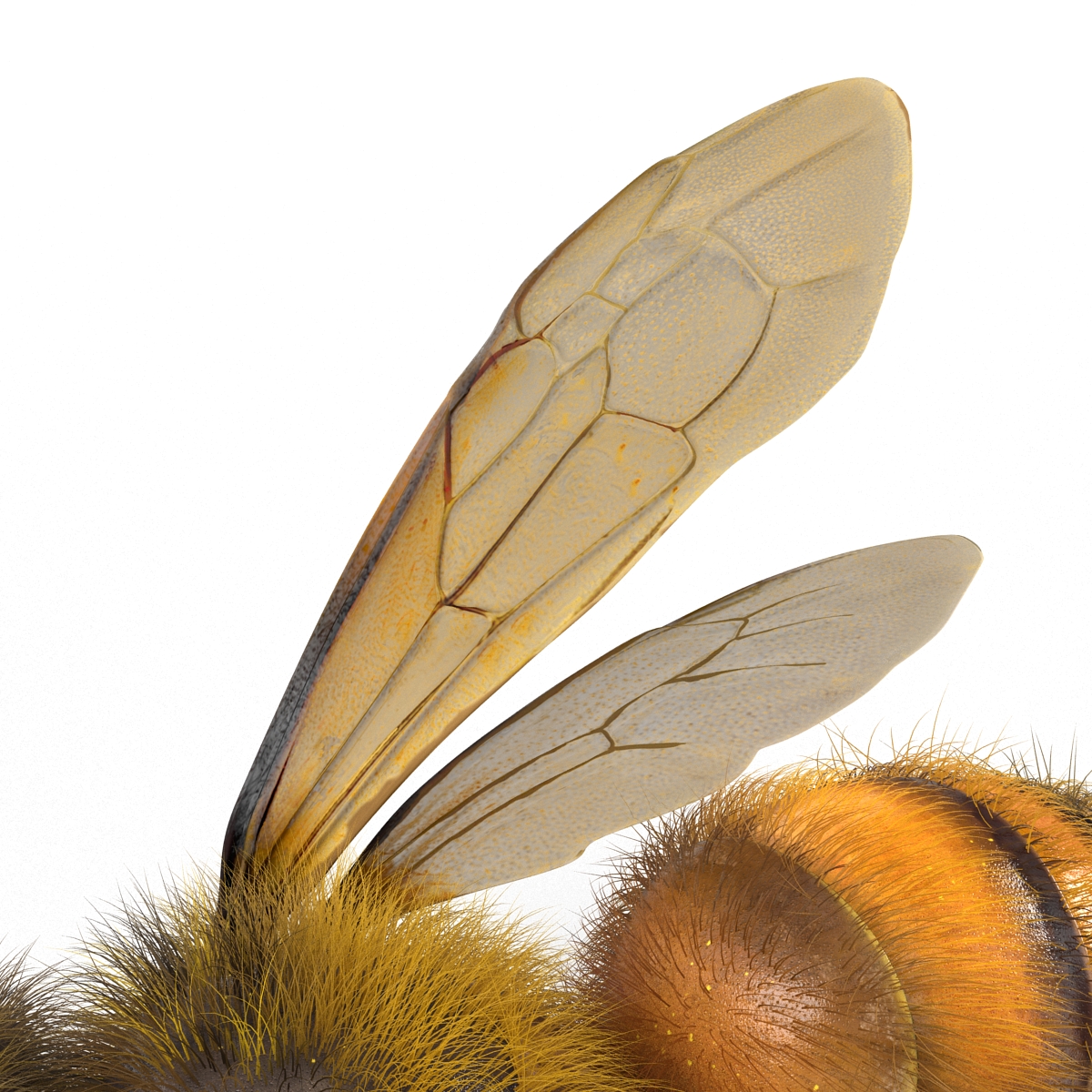 3D model Bee Pose 2