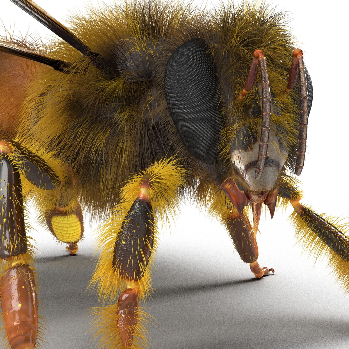 3D model Bee Pose 2