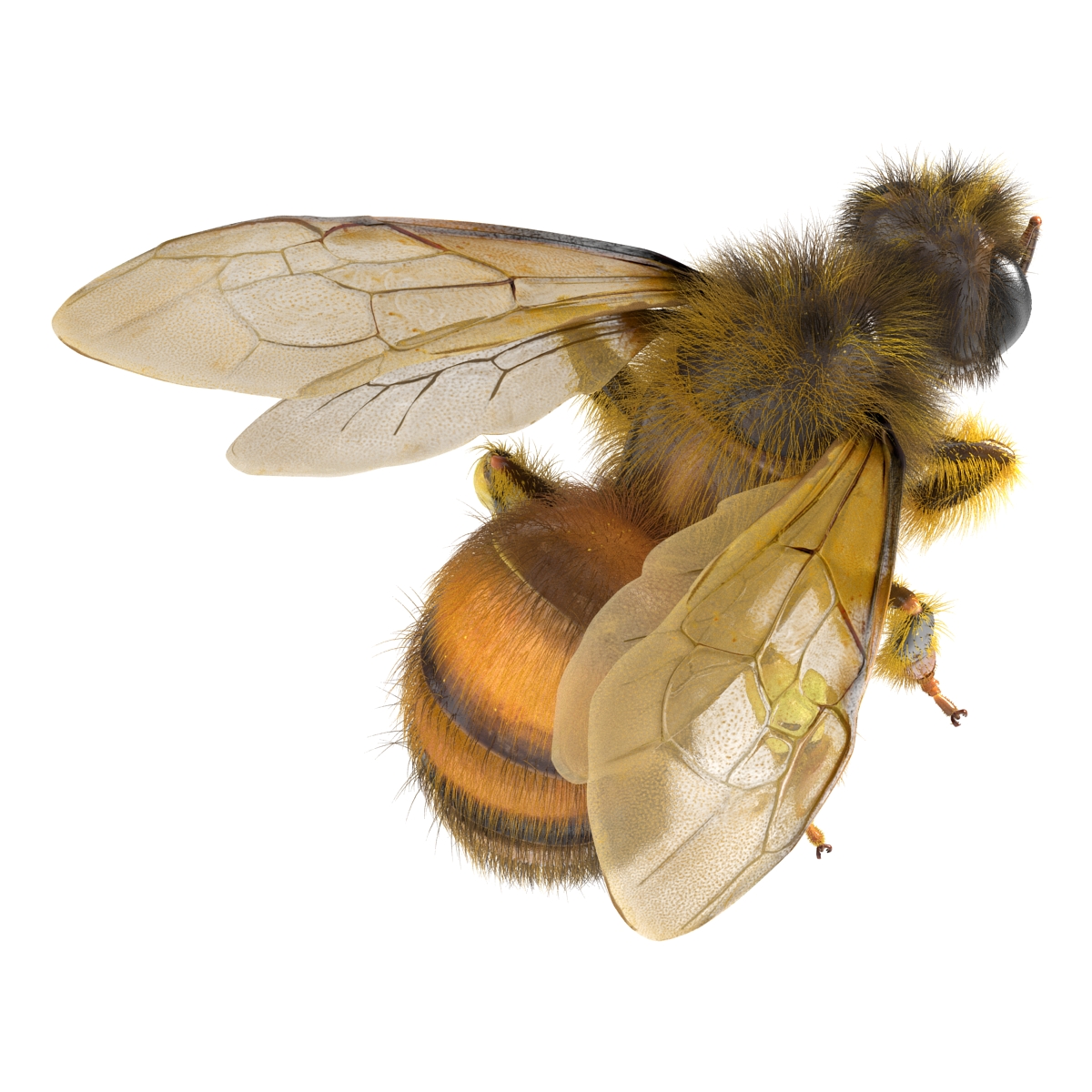 3D model Bee Pose 3