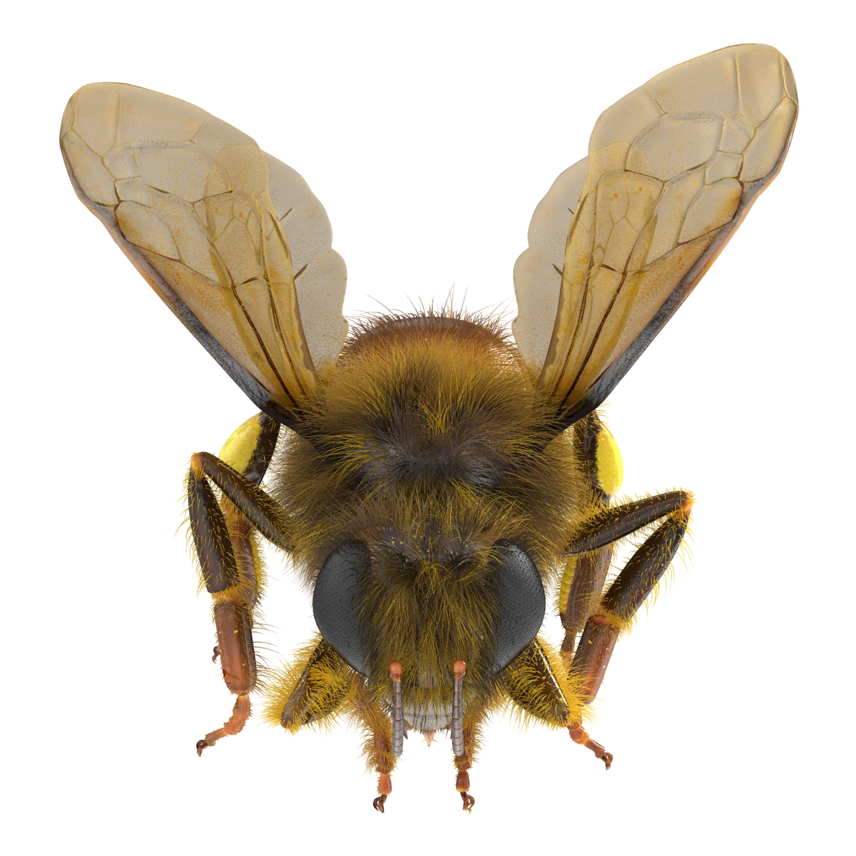 3D model Bee Pose 3