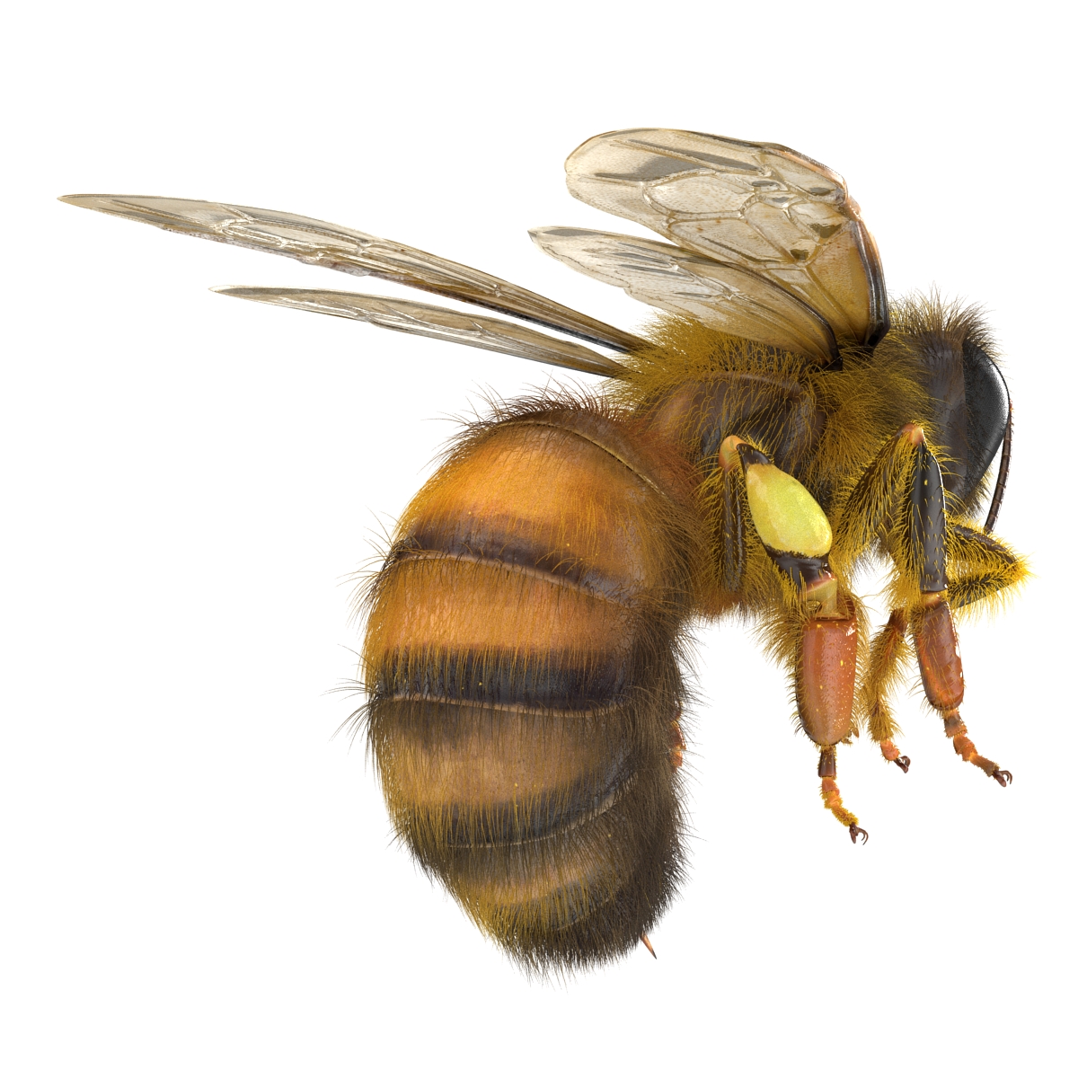 3D model Bee Pose 3