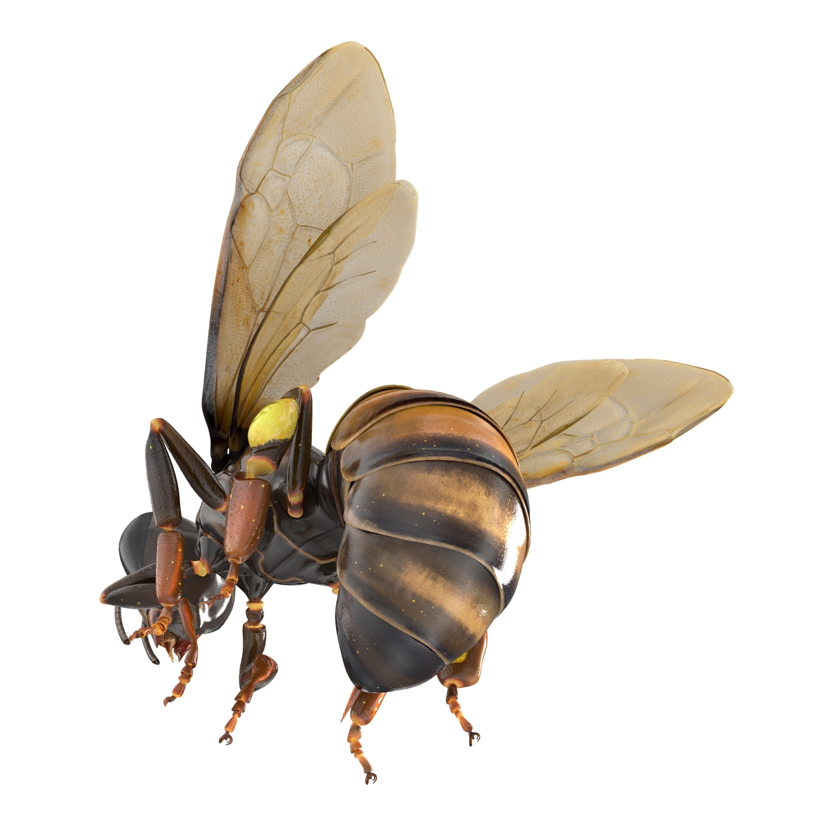 3D Honey Bee Rigged