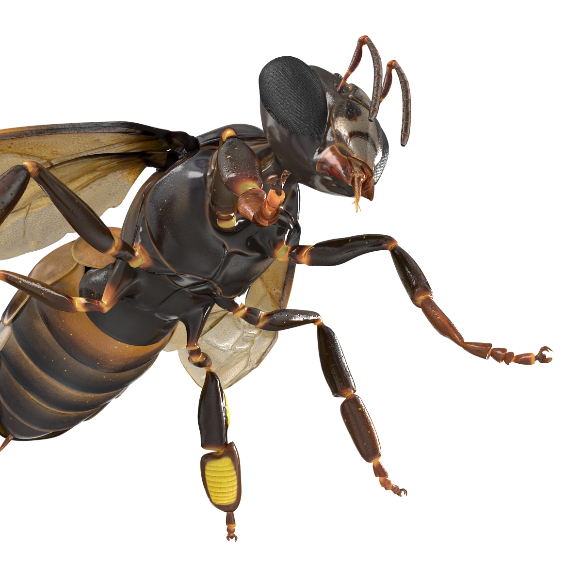 3D Honey Bee Rigged