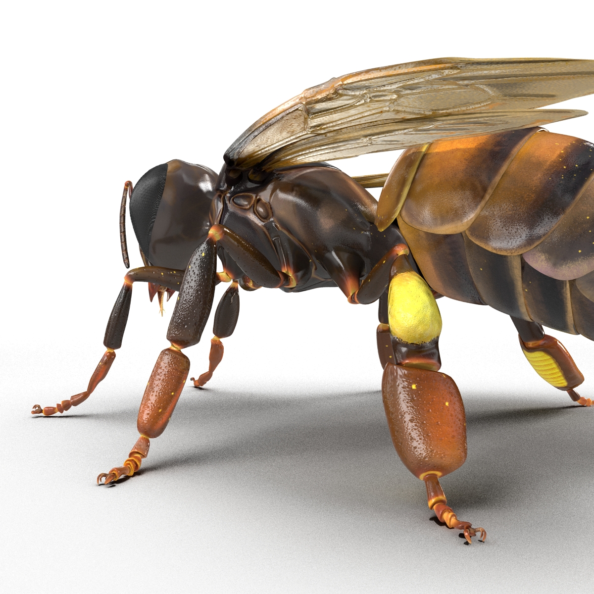 3D Honey Bee Rigged