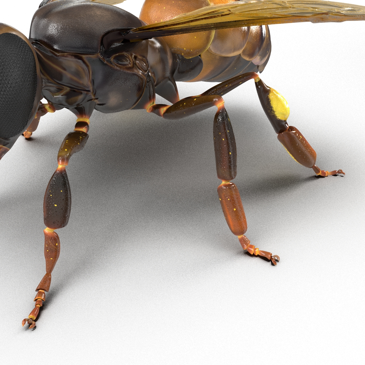 3D Honey Bee Rigged