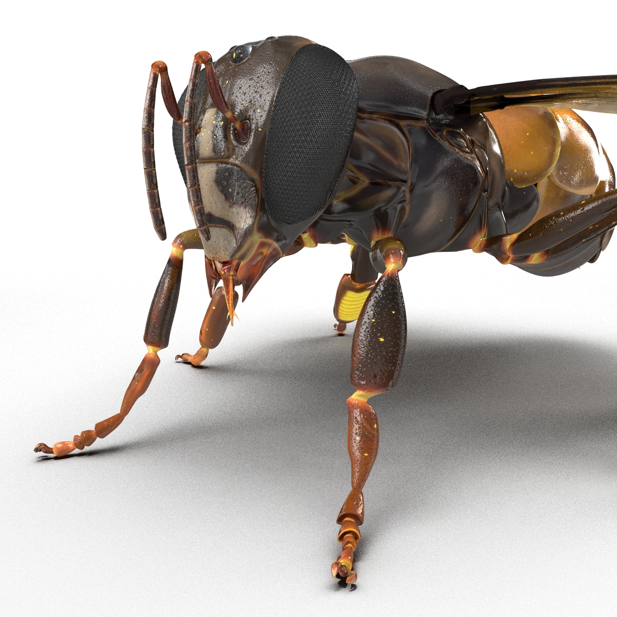 3D Honey Bee Rigged