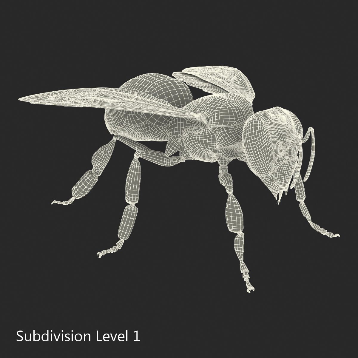 3D Honey Bee Rigged