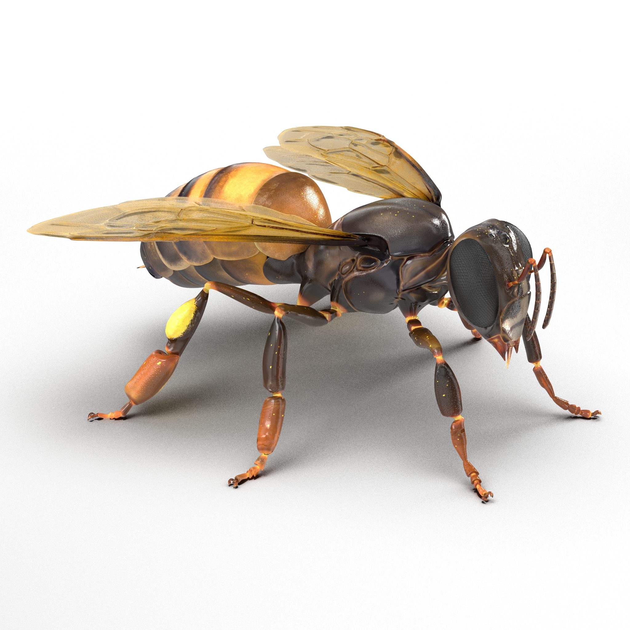 Honey Bee 3D model