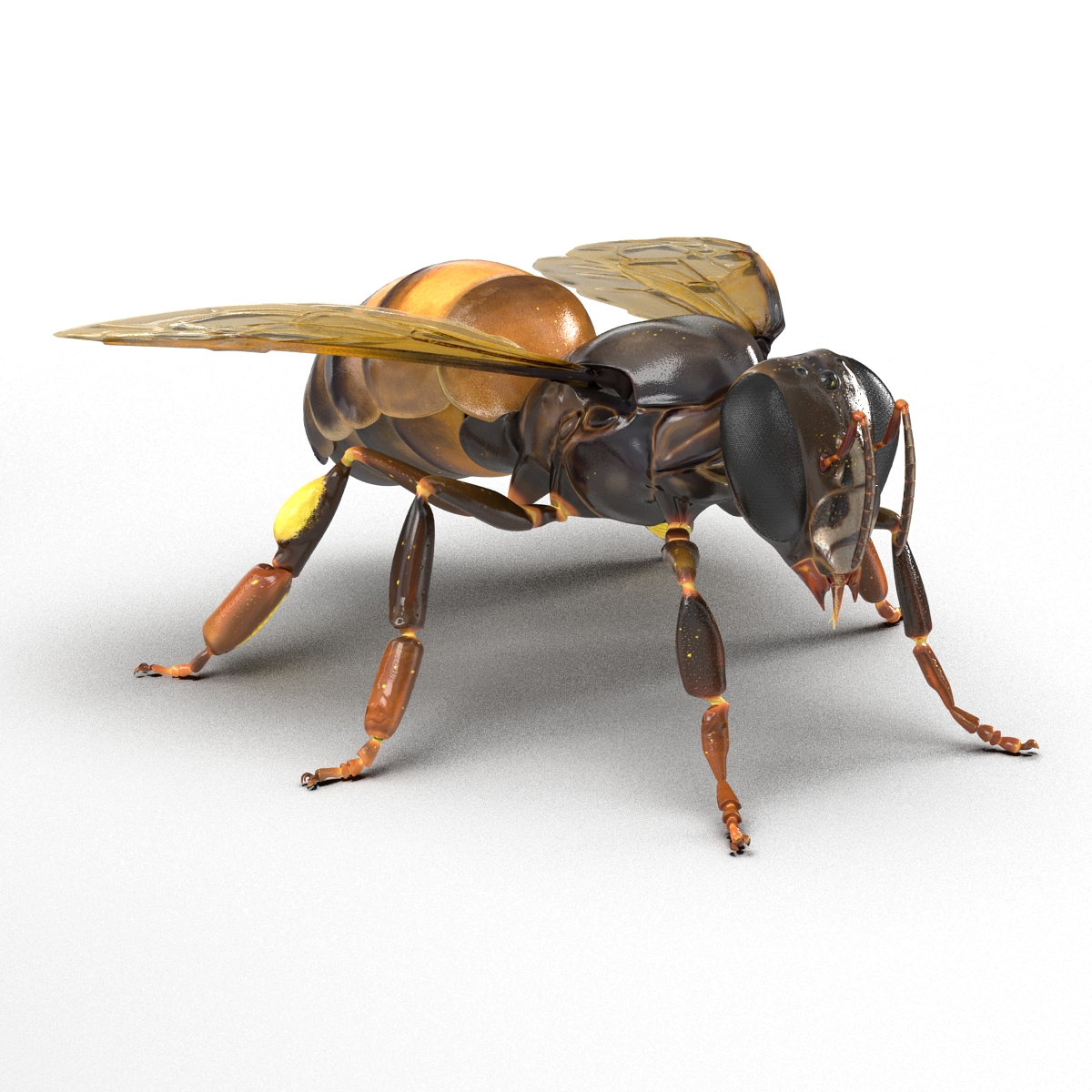 Honey Bee 3D model