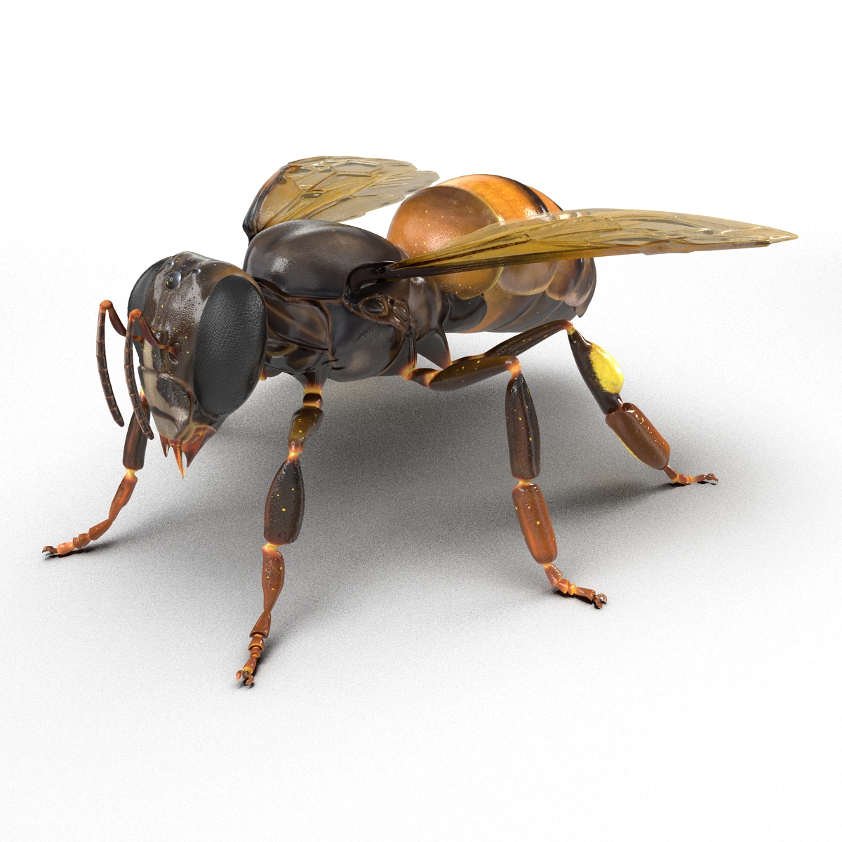 Honey Bee 3D model