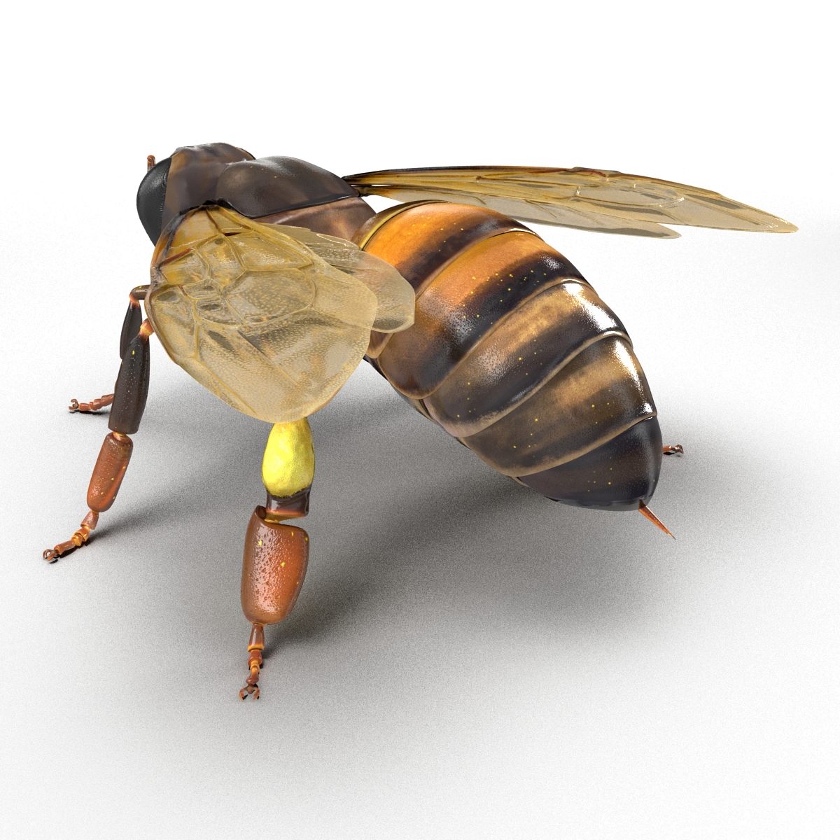 Honey Bee 3D model