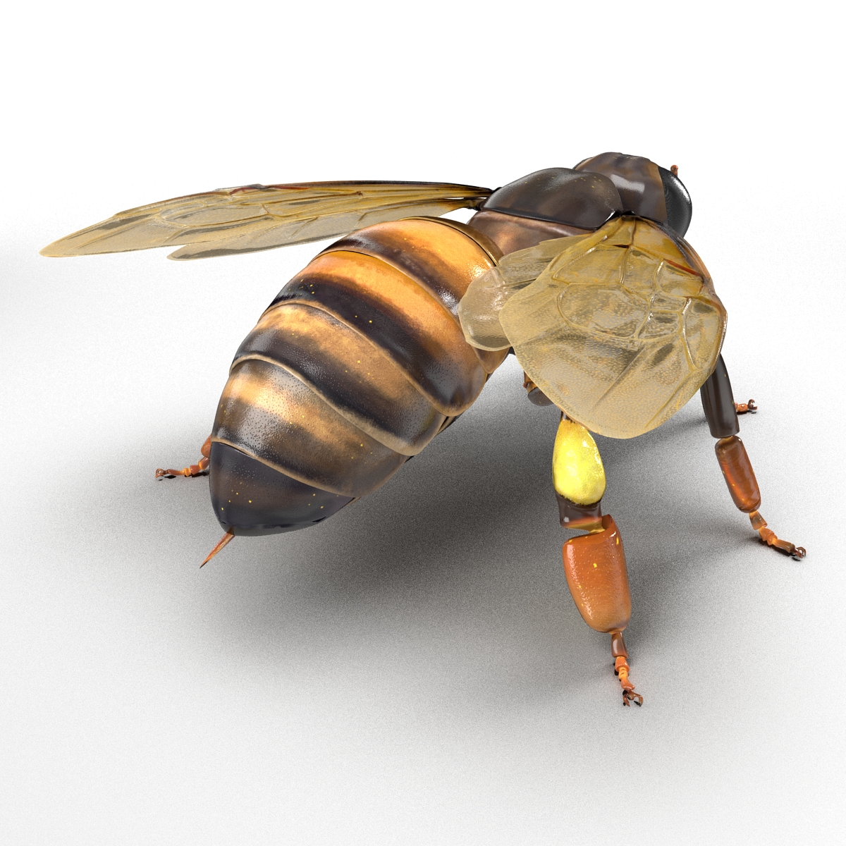 Honey Bee 3D model