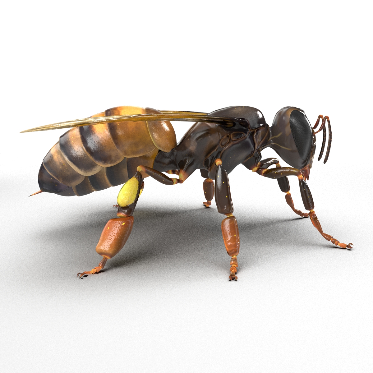 Honey Bee 3D model