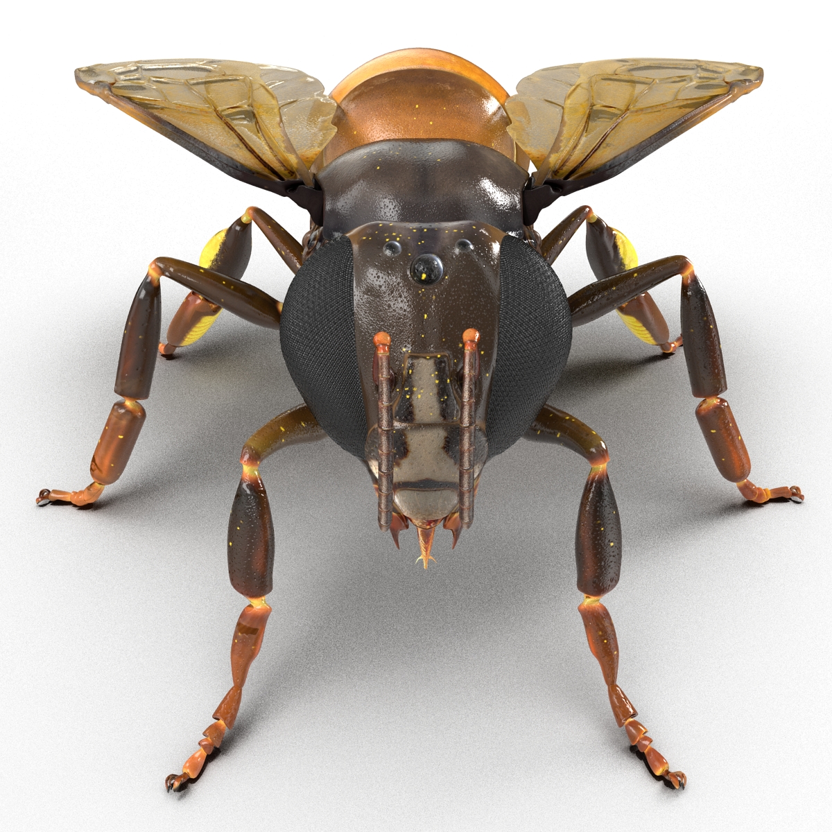 Honey Bee 3D model