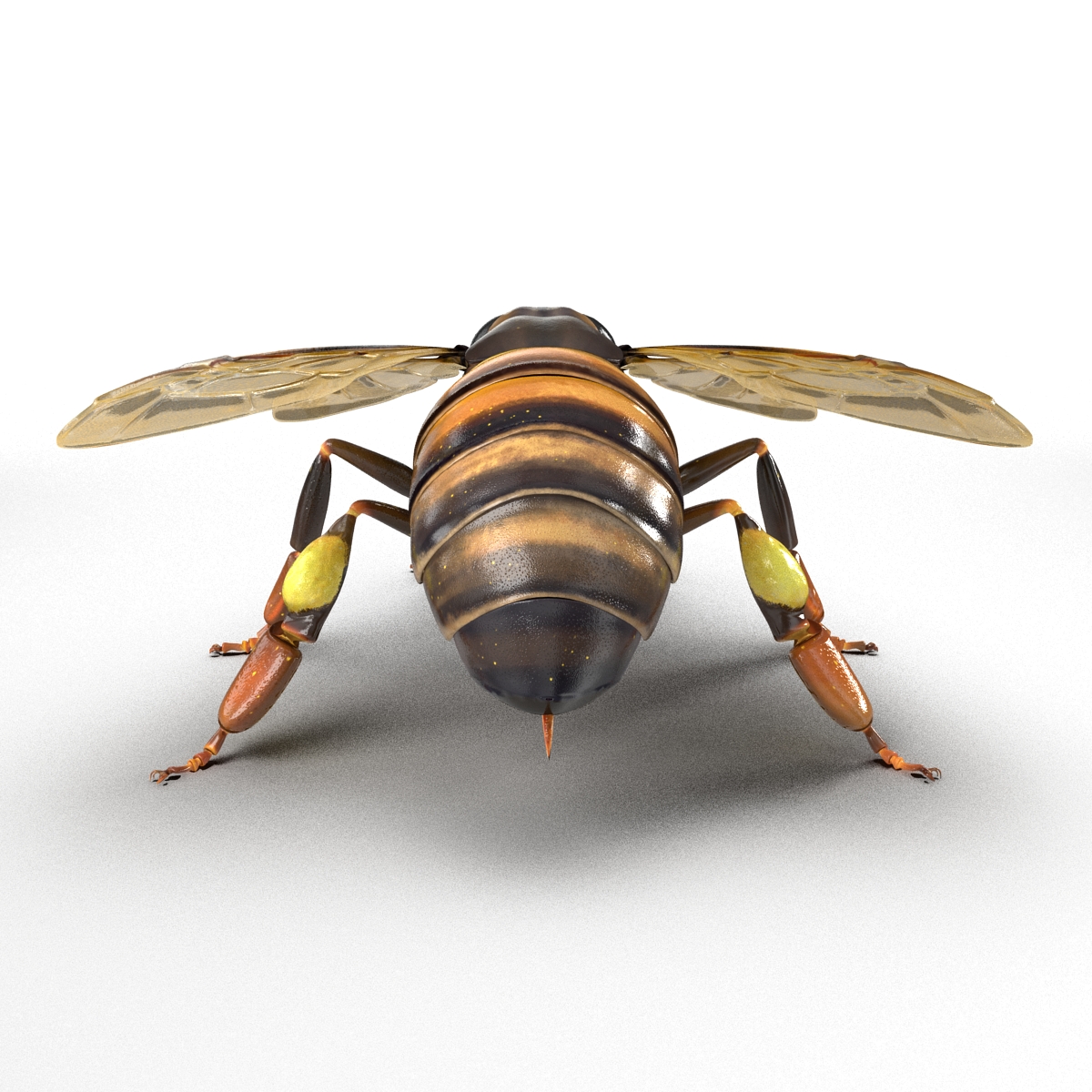 Honey Bee 3D model