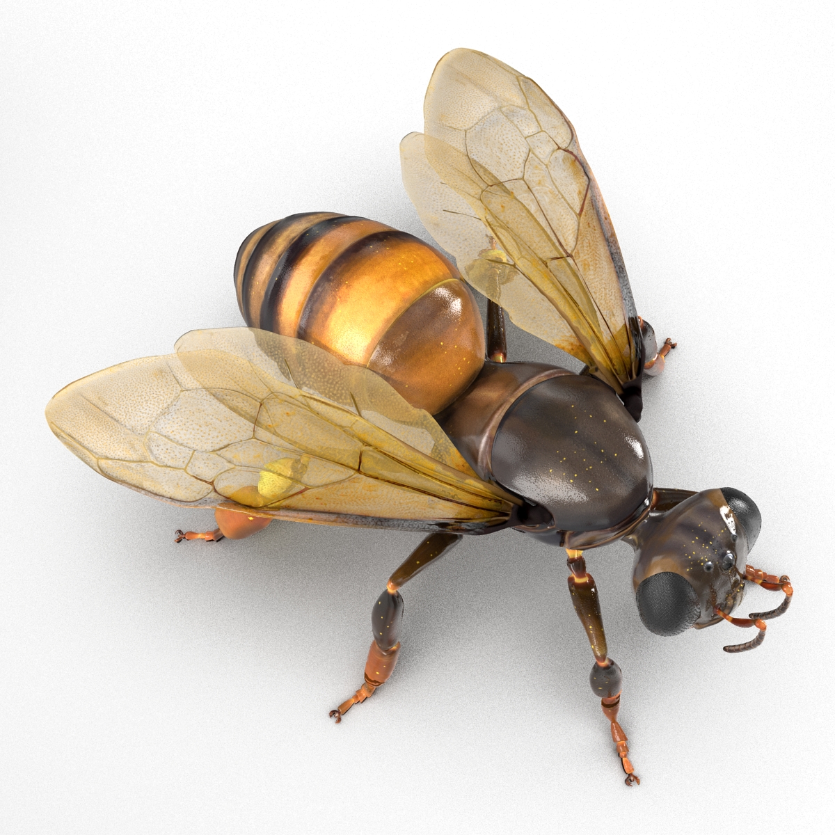 Honey Bee 3D model