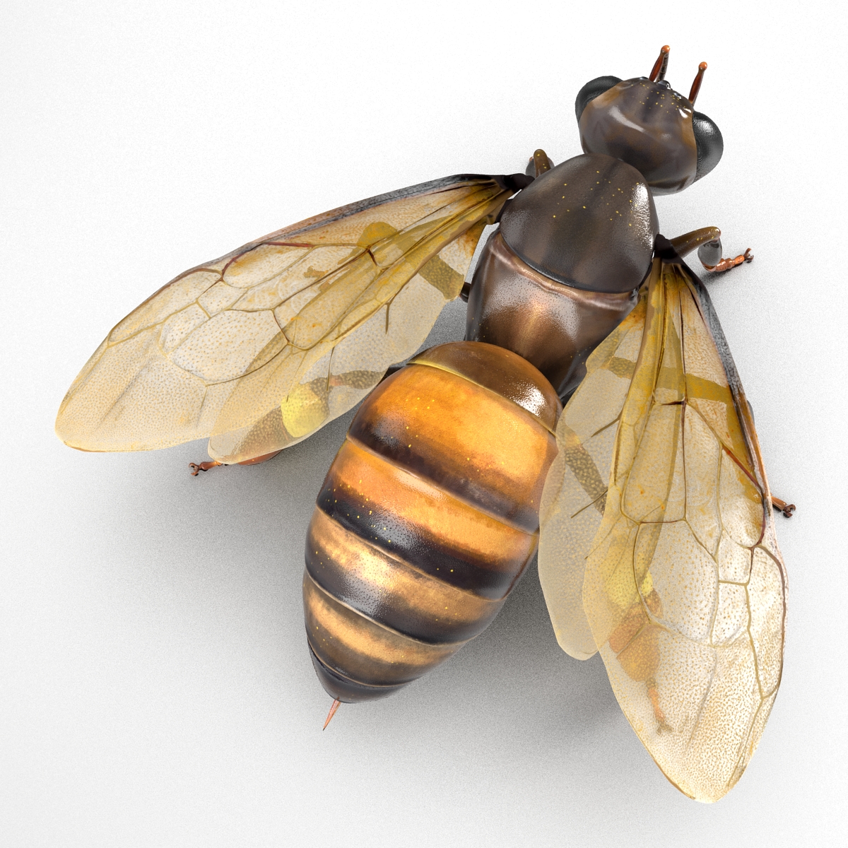 Honey Bee 3D model