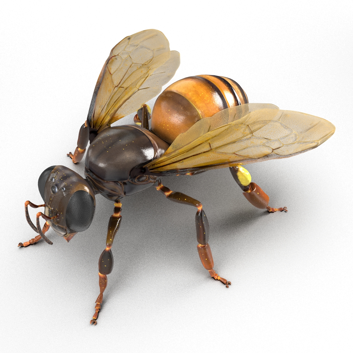 Honey Bee 3D model