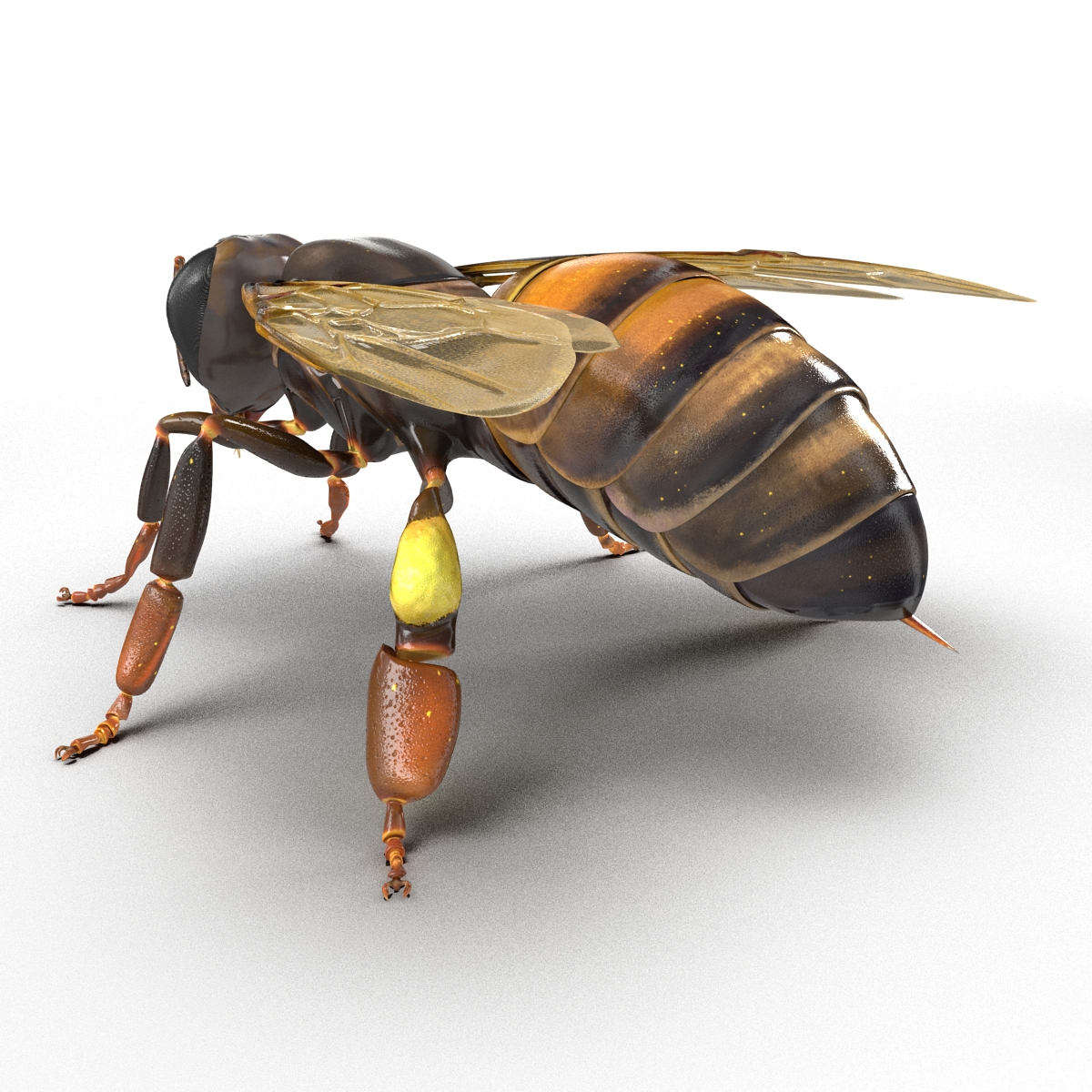 Honey Bee 3D model