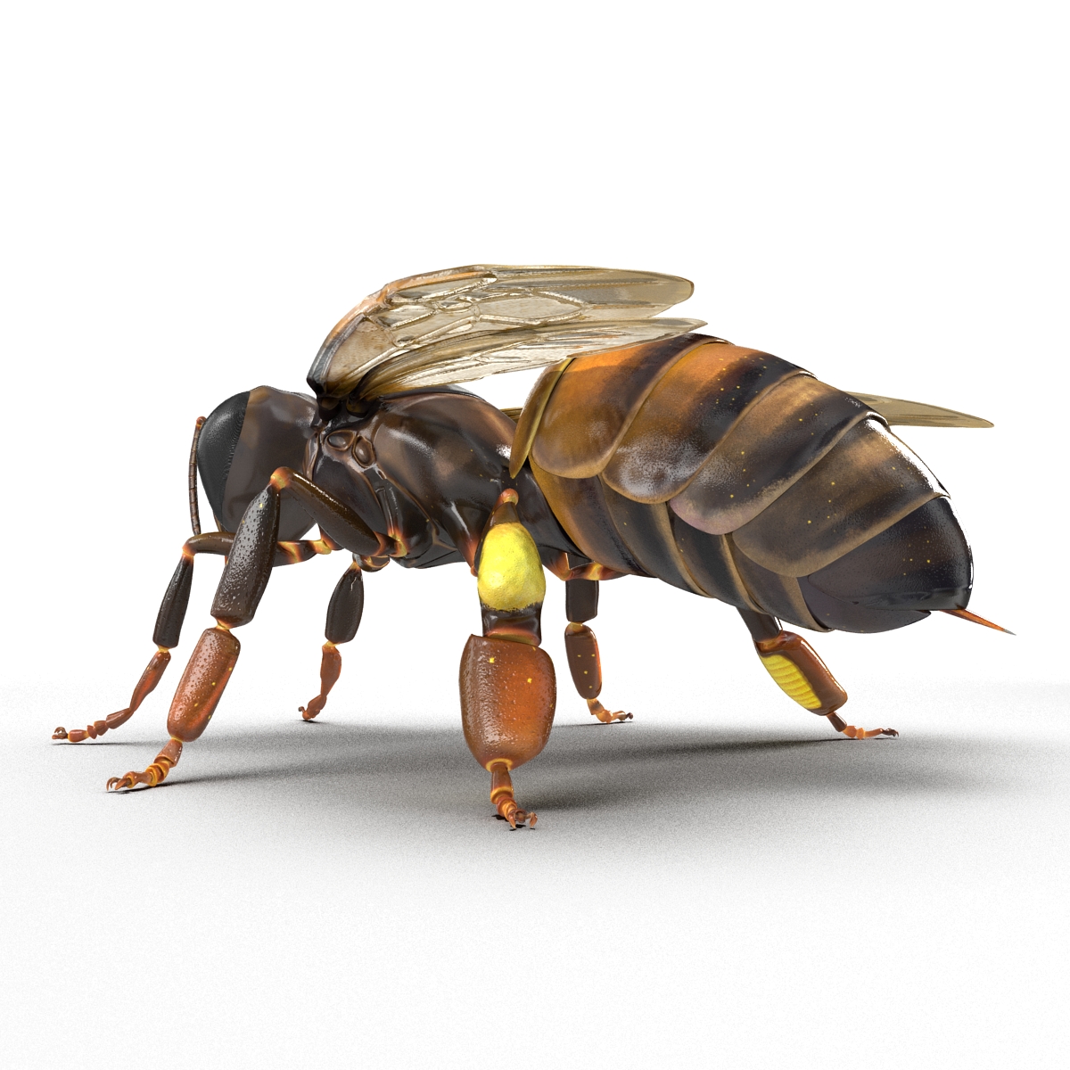 Honey Bee 3D model