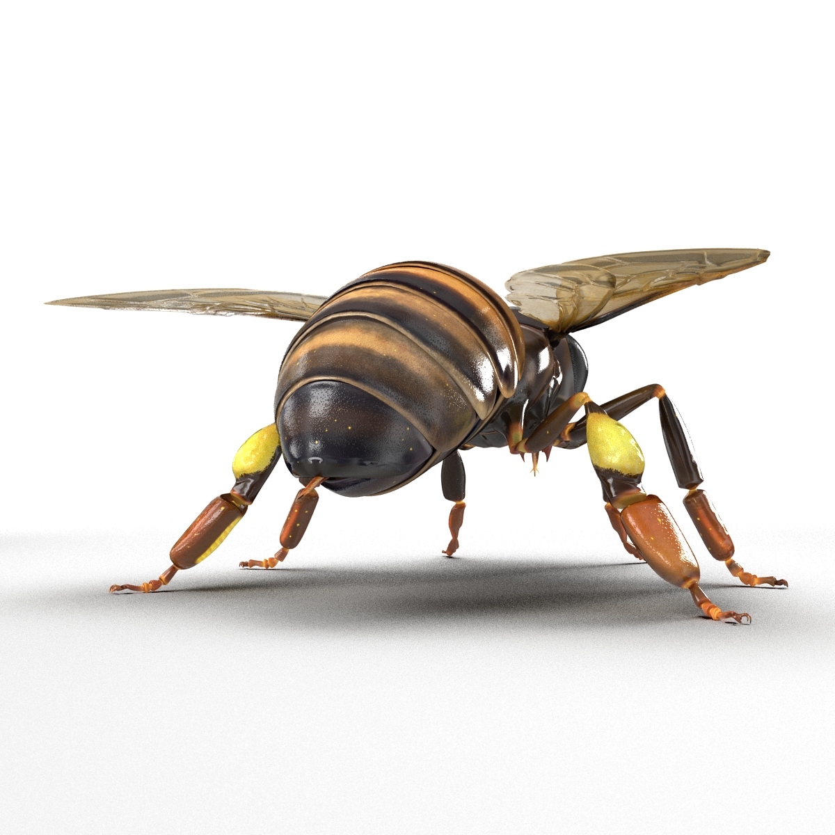 Honey Bee 3D model