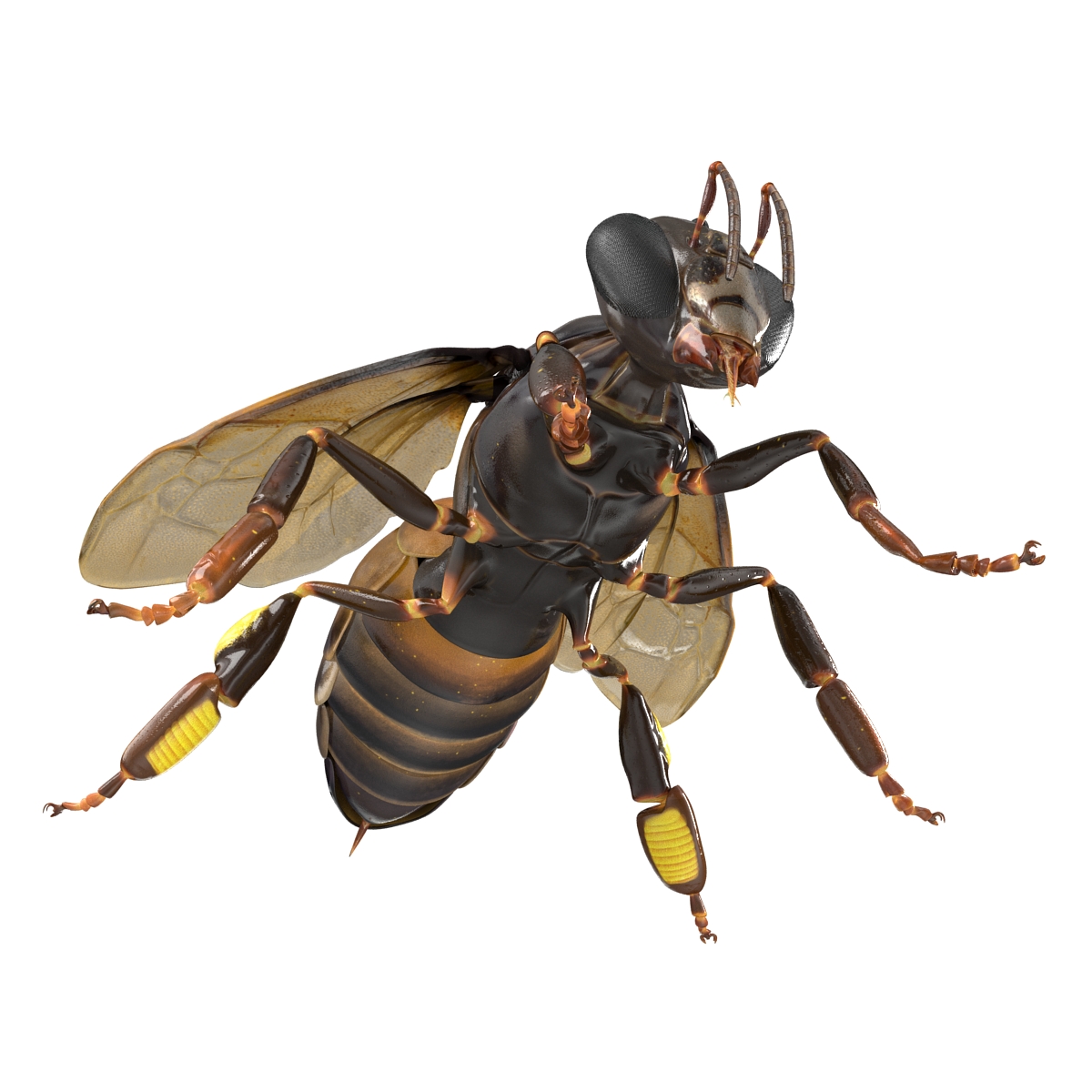 Honey Bee 3D model