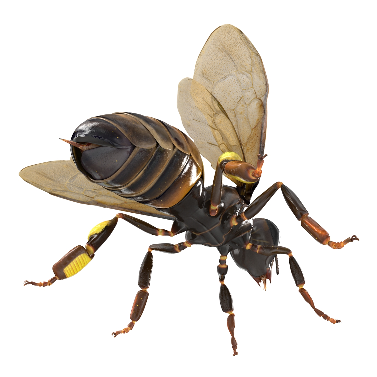 Honey Bee 3D model