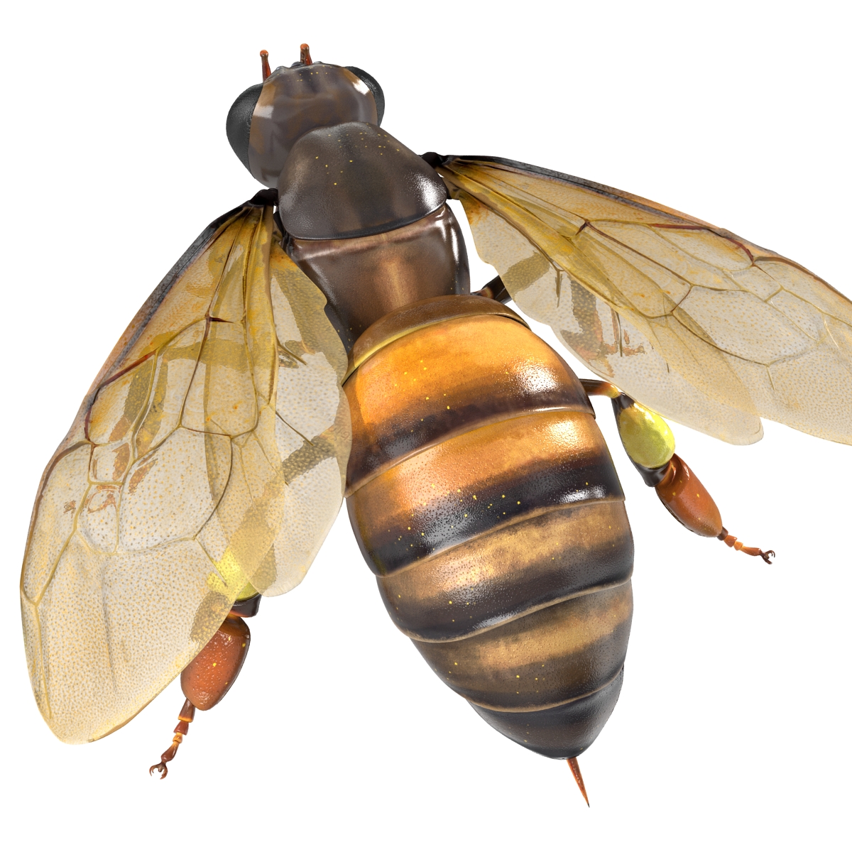 Honey Bee 3D model