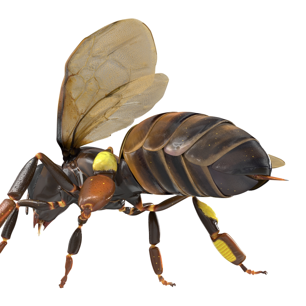 Honey Bee 3D model