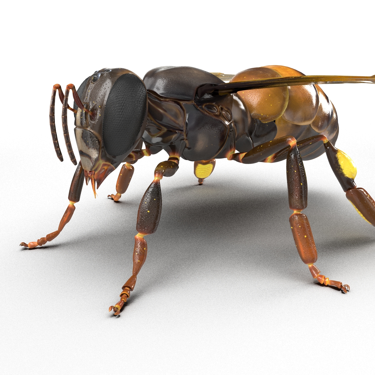 Honey Bee 3D model