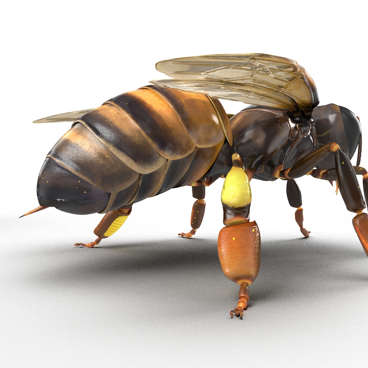 Honey Bee 3D model