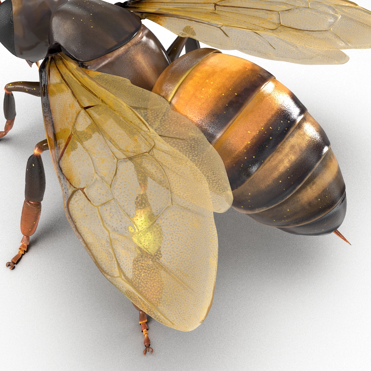 Honey Bee 3D model