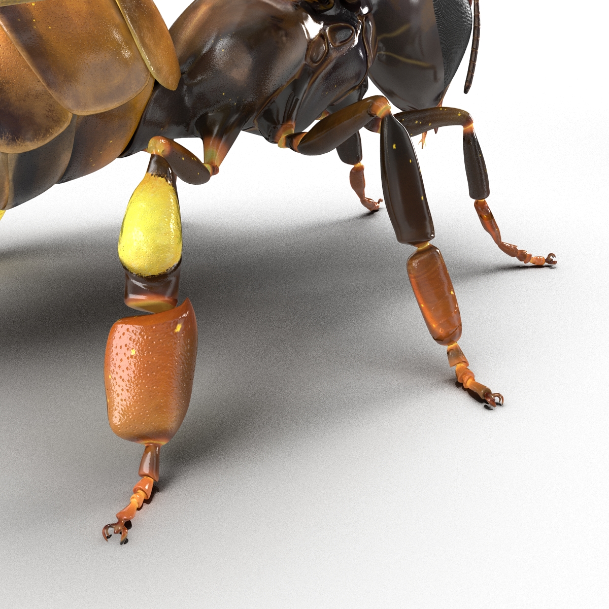 Honey Bee 3D model