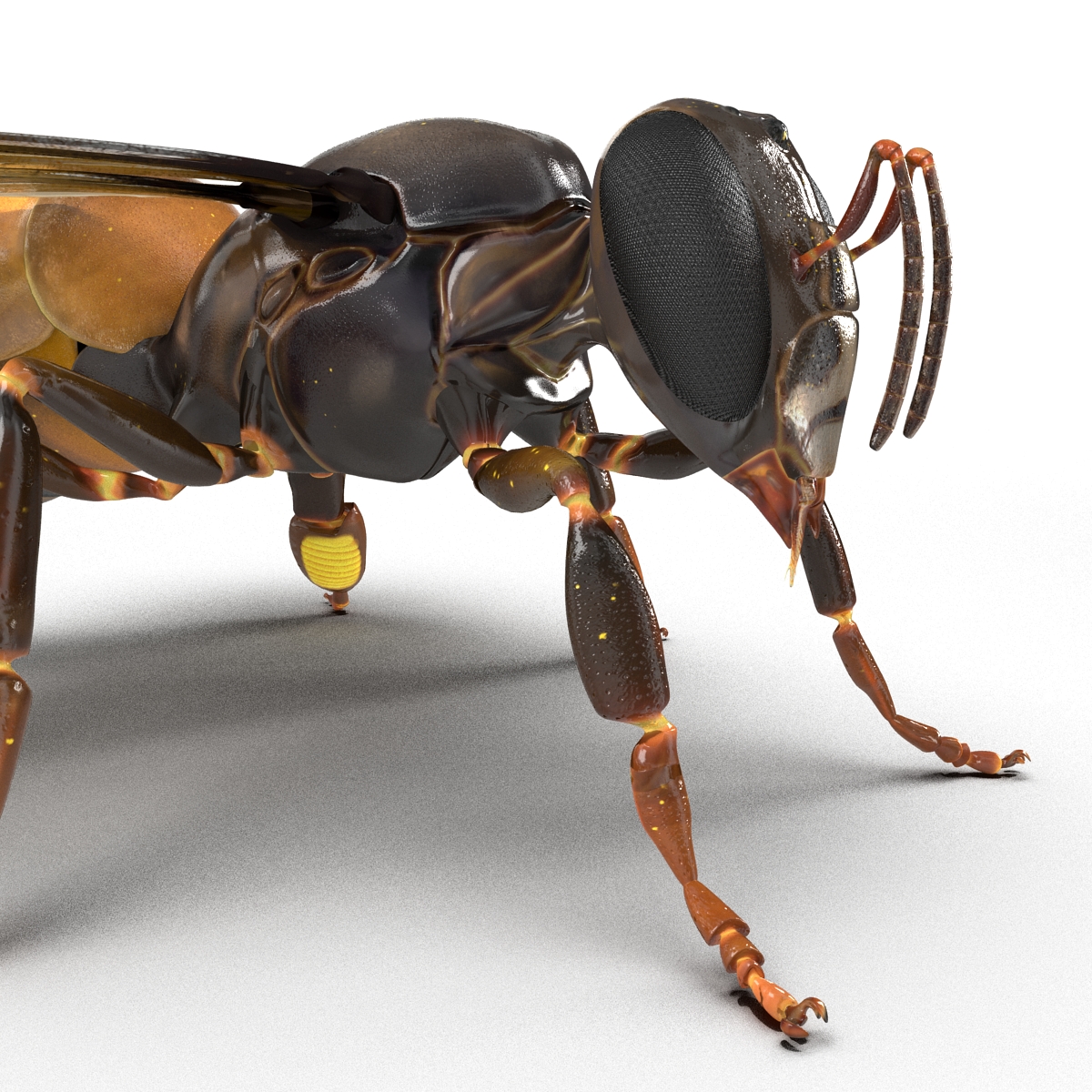 Honey Bee 3D model