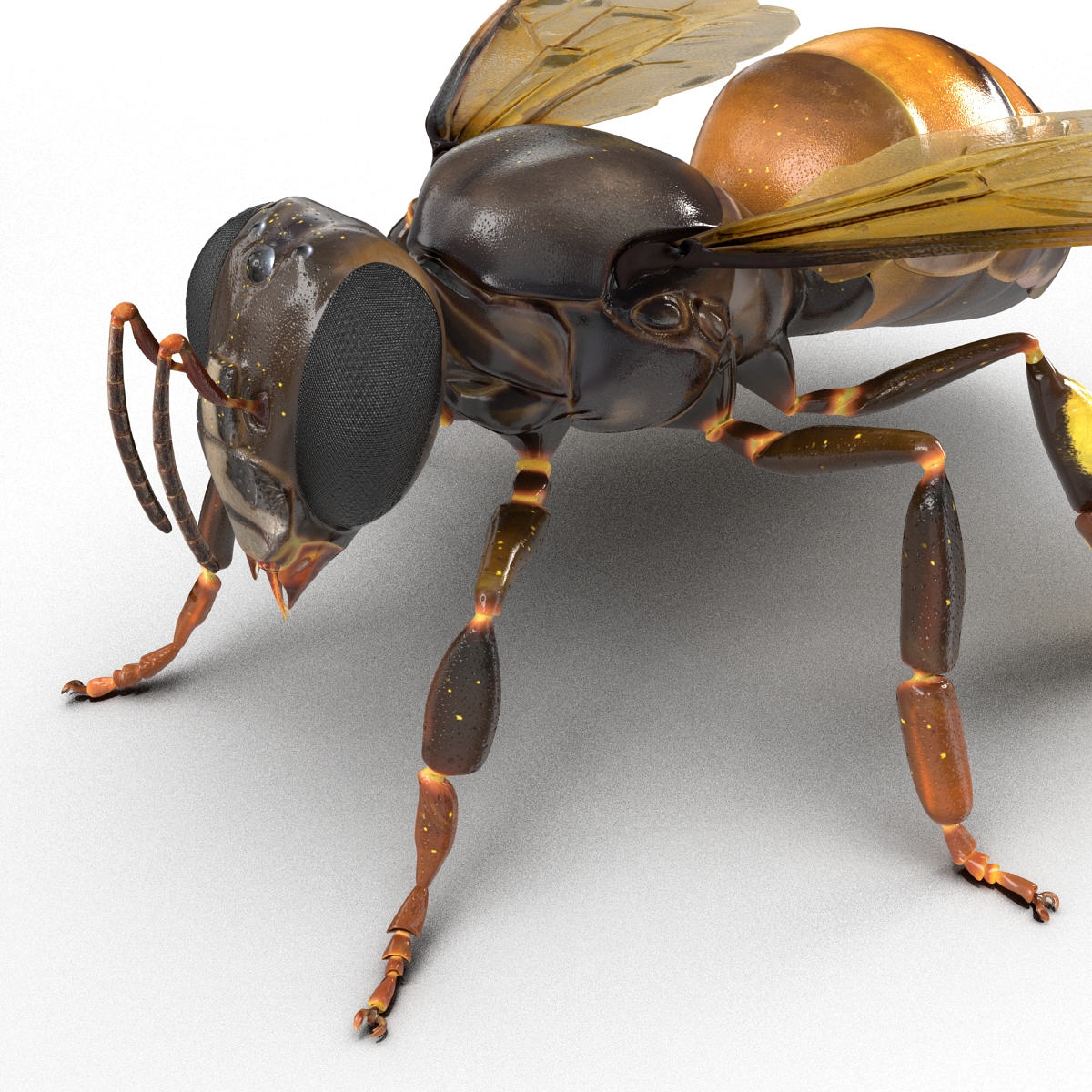 Honey Bee 3D model