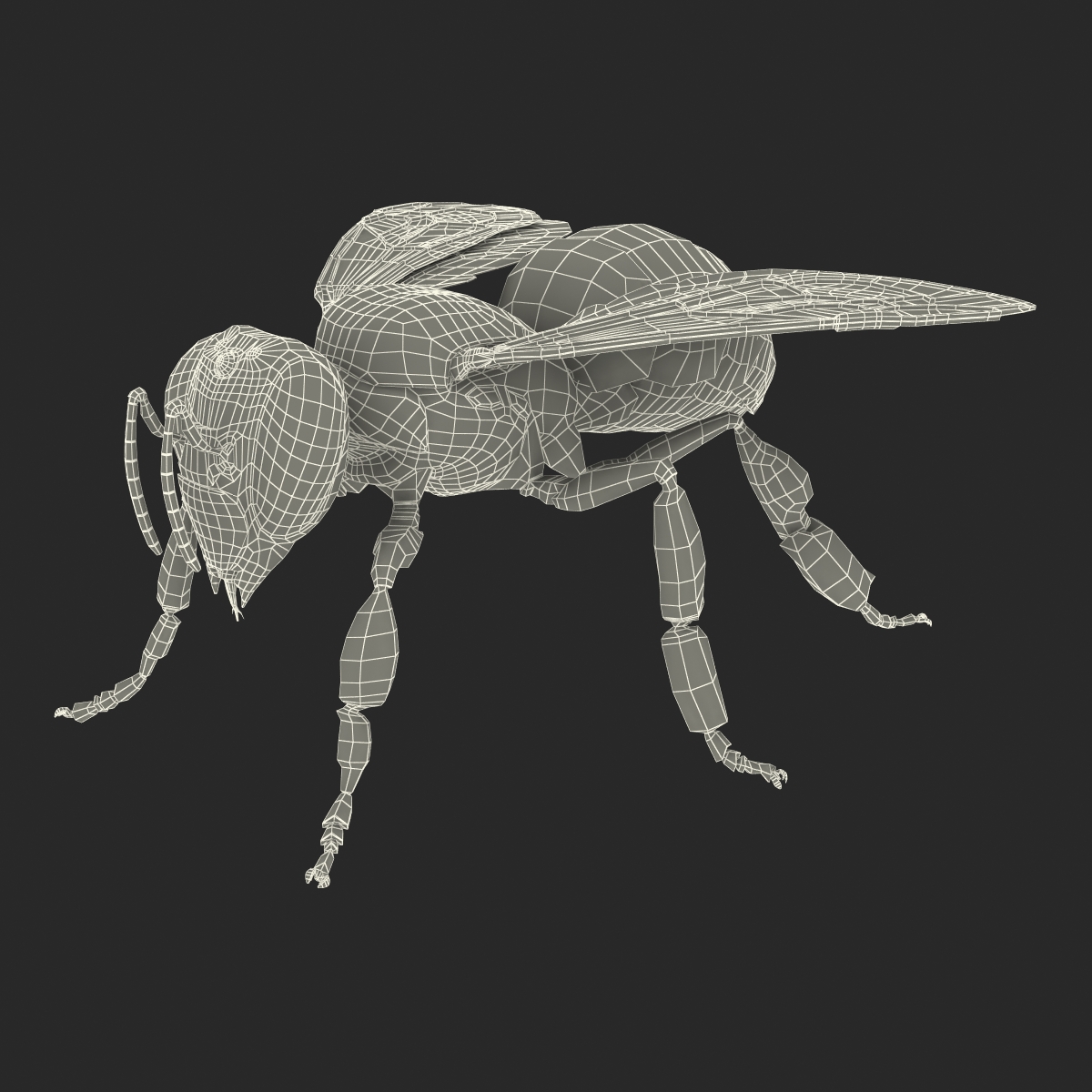 Honey Bee 3D model