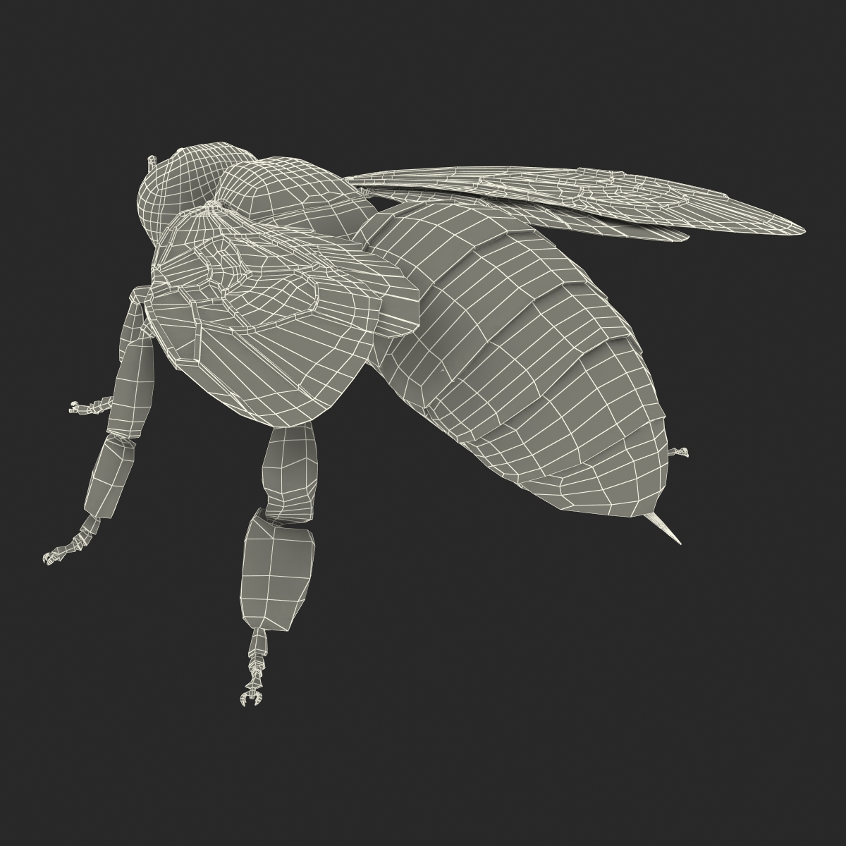 Honey Bee 3D model