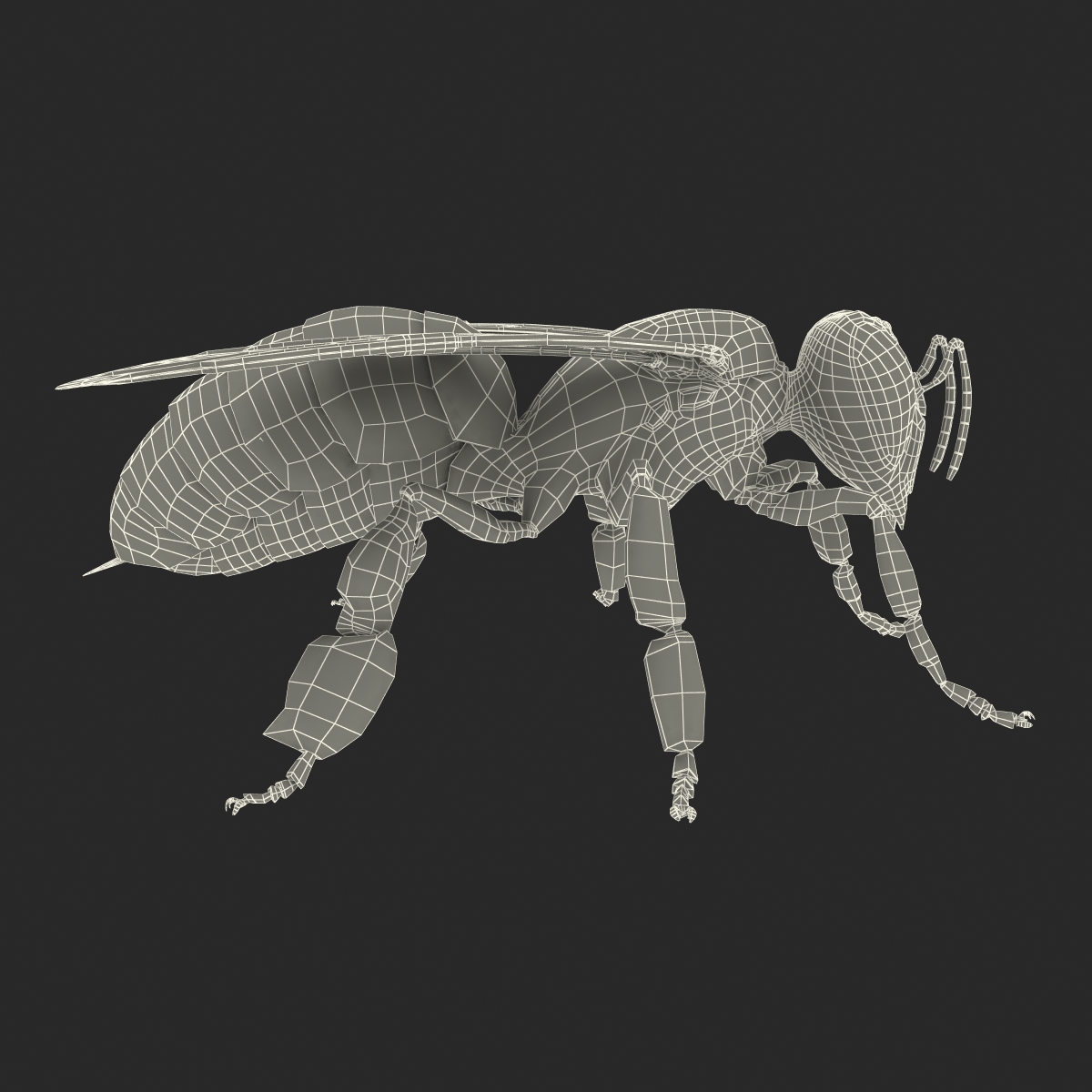 Honey Bee 3D model