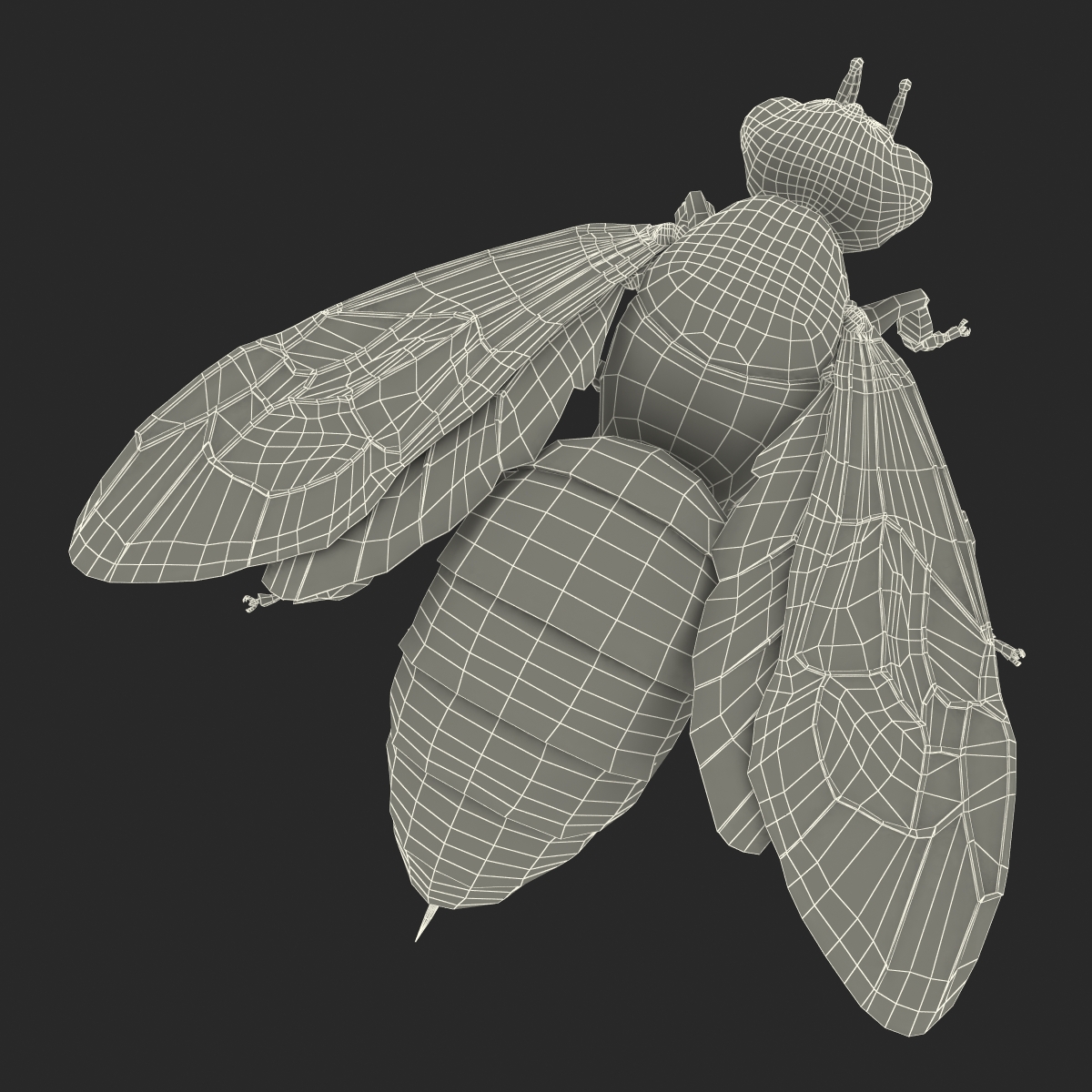 Honey Bee 3D model