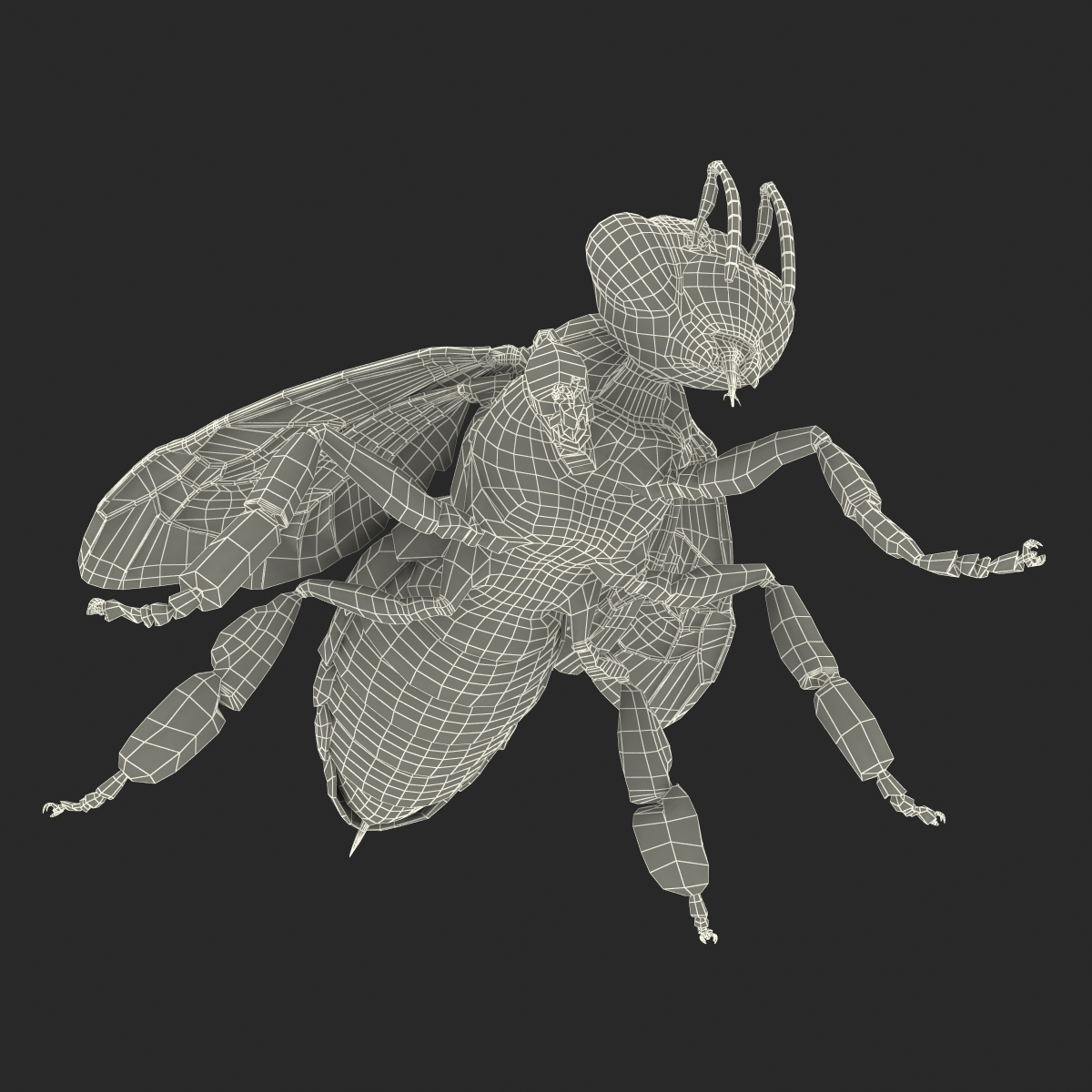 Honey Bee 3D model