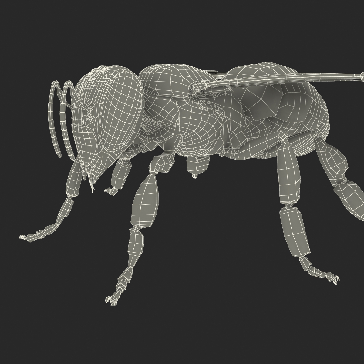 Honey Bee 3D model